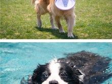 服务无忧 费用合理 青岛城阳宠物训练 专业训犬超大场地