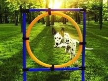 青岛训犬 训狗 宠物犬伴侣犬行为习惯纠正 宠物训练 服务踏实,耐心周到