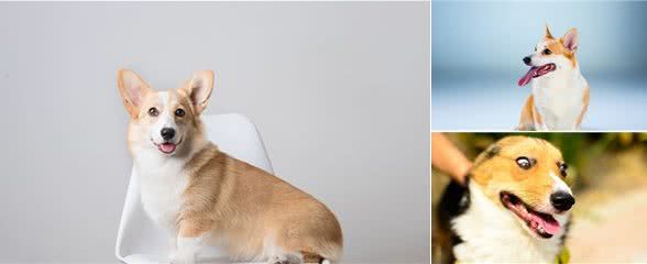 爱犬差的那点气势该如何帮它拥有?一个标准的立耳给它健康和美貌