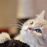 猫咪耳螨太常见,铲屎官应如何应对?请看下文