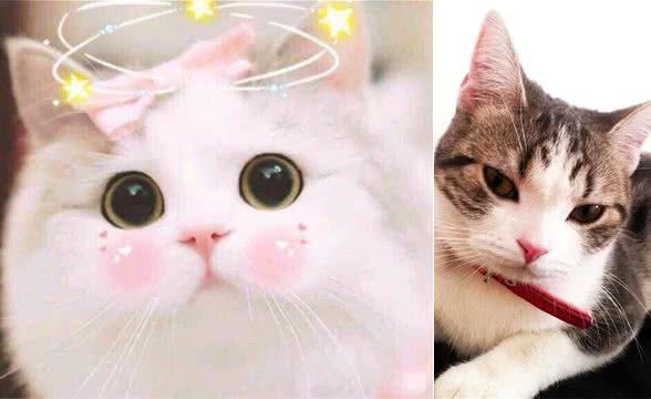 猫、犬经常甩头,挠耳朵—可能是耳螨