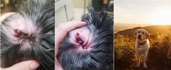 狗耳朵的清洁小常识,你知道多少?