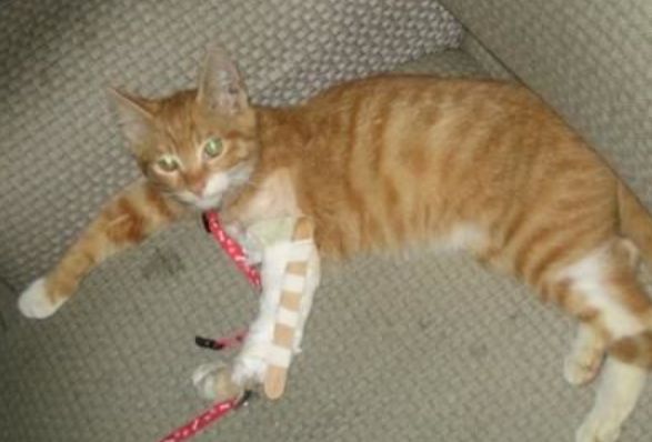猫骨折了怎么办？能自我恢复吗？