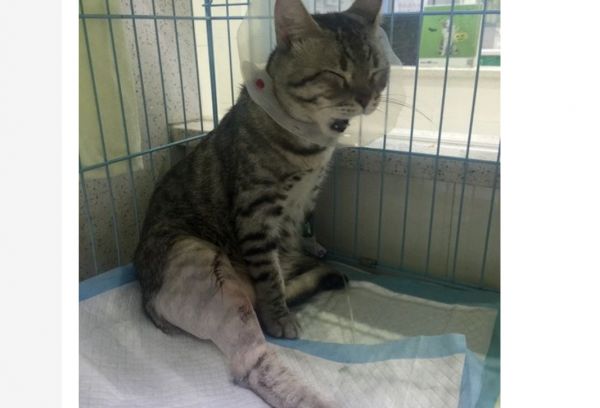 猫骨折了怎么办？能自我恢复吗？