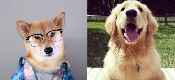 宠物狗一生的心理大揭秘!如何看待爱犬的心里问题