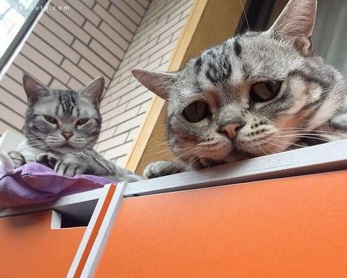 宠物猫咪的心理健康问题（探讨猫咪闷闷不乐的原因及解决方法）