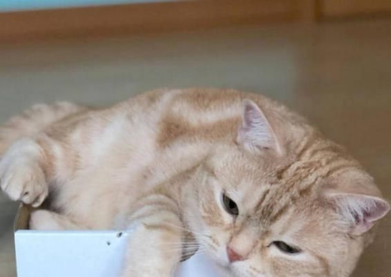 宠物猫咪的心理健康问题（探讨猫咪闷闷不乐的原因及解决方法）