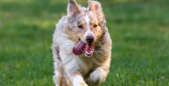 澳大利亚牧羊犬有攻击性吗