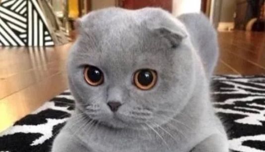 折耳猫有什么特点？