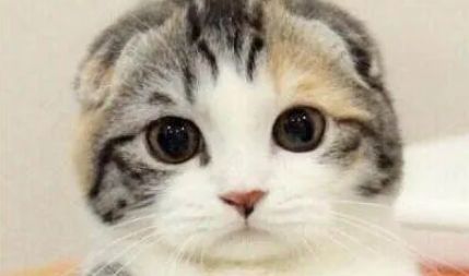 折耳猫有什么特点？