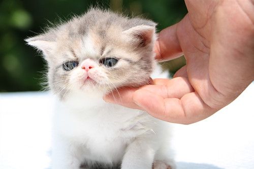 异国短毛猫多少钱一只