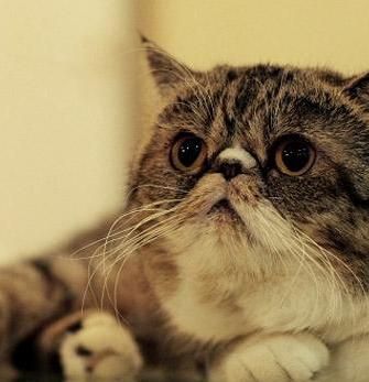 养红虎斑异国短毛猫的常识,如何鉴别异国短毛猫