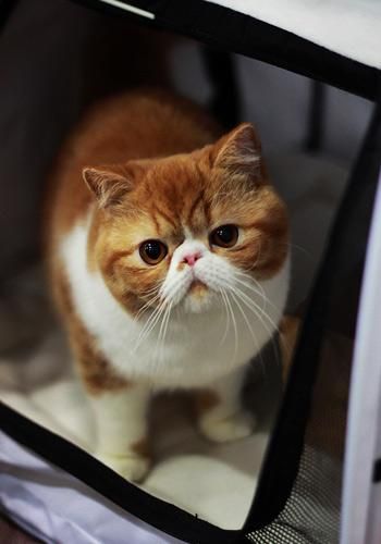 养红虎斑异国短毛猫的常识,如何鉴别异国短毛猫
