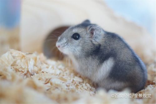 仓鼠找不到了怎么办怎么找到它