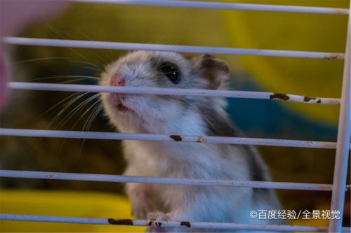 仓鼠找不到了怎么办怎么找到它