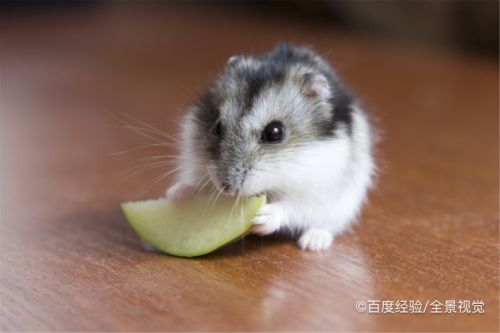 仓鼠找不到了怎么办怎么找到它