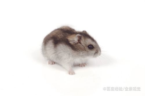 仓鼠找不到了怎么办怎么找到它