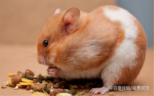 仓鼠找不到了怎么办怎么找到它