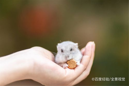仓鼠找不到了怎么办怎么找到它