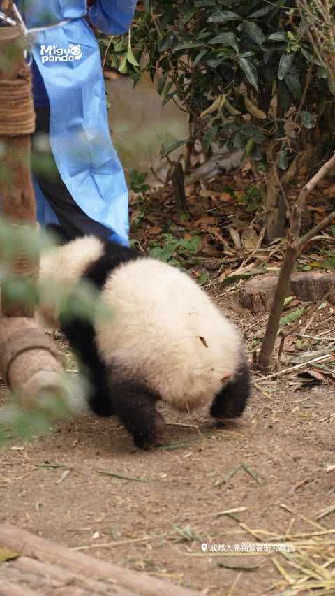 熊猫宝宝兔子跳有多萌