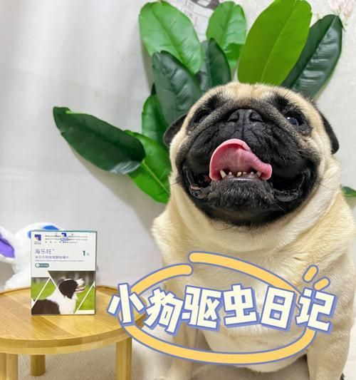 50天小狗的驱虫日记（宠物健康重要性的探讨）