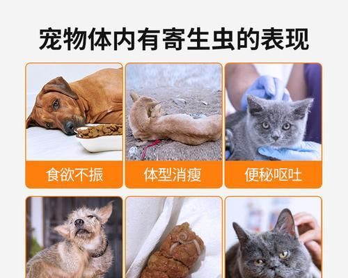 50天小狗的驱虫日记（宠物健康重要性的探讨）