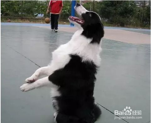 如何训练狗狗作揖