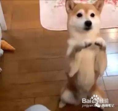 怎么训练狗狗作揖（拜拜、拜年、谢谢）