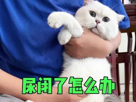 我家猫猫又尿闭了，看我怎么解决，家庭版实用攻略#猫咪尿闭 #膀胱结石 #萌宠出道计划 #科学养宠攻略 #萌宠日常记录