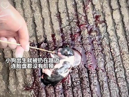#晚风来玉兰开 那天小狗以为自己就这样死掉了，没想到妈妈比死神更先一步遇到自己。