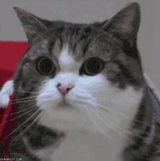 宠物的语言你读懂了吗？你家宠物会这样吗？