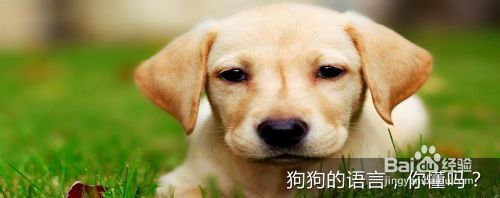 狗狗的语言，你懂吗？