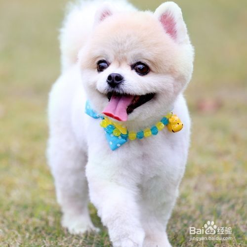 狗狗的语言，你懂吗？