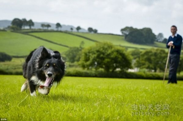 英国农夫的一只边牧犬不牧羊 专门来训练鸭子