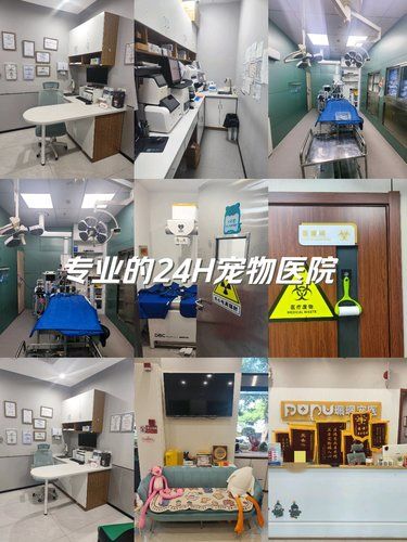 沪上顶尖24H宠物医院，肿瘤心脏异宠全科救星