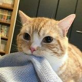 黄依依