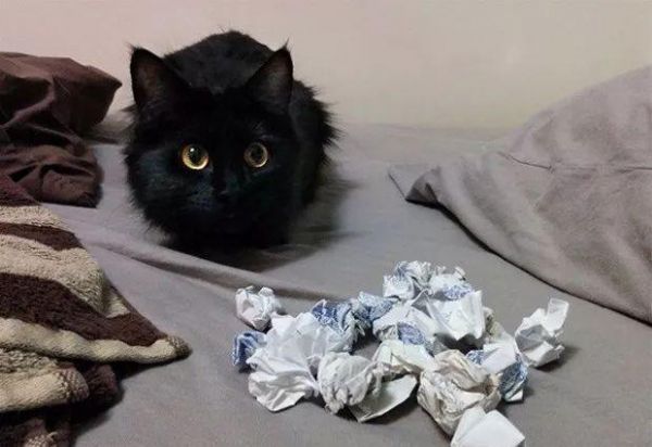 猫咪也有恋物癖！17只有超诡异搜集癖的失控猫咪！