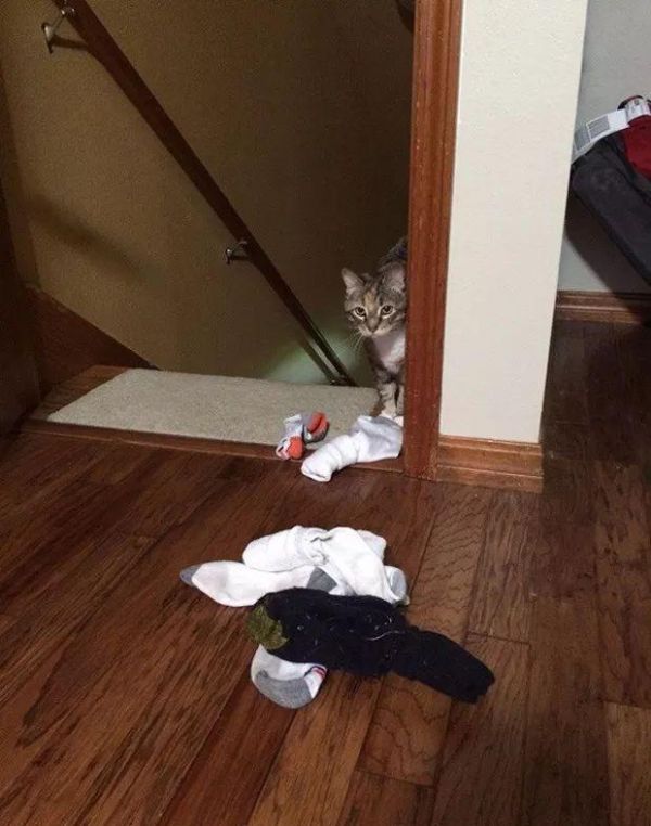 猫咪也有恋物癖！17只有超诡异搜集癖的失控猫咪！
