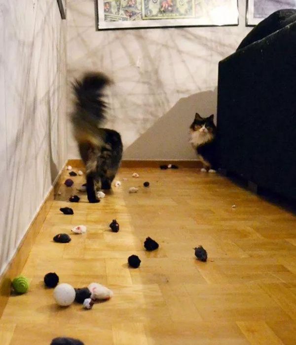 猫咪也有恋物癖！17只有超诡异搜集癖的失控猫咪！