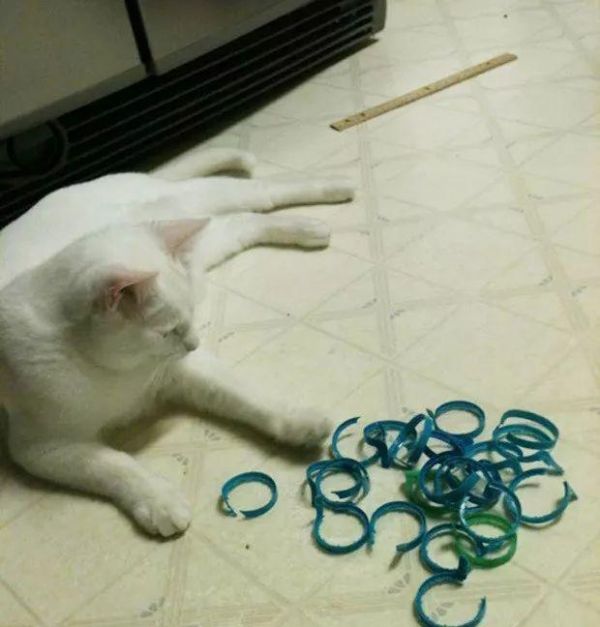 猫咪也有恋物癖！17只有超诡异搜集癖的失控猫咪！
