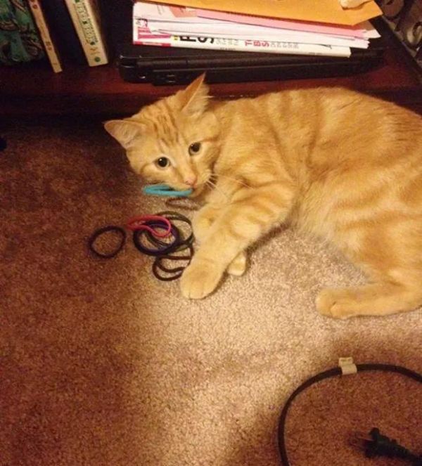 猫咪也有恋物癖！17只有超诡异搜集癖的失控猫咪！