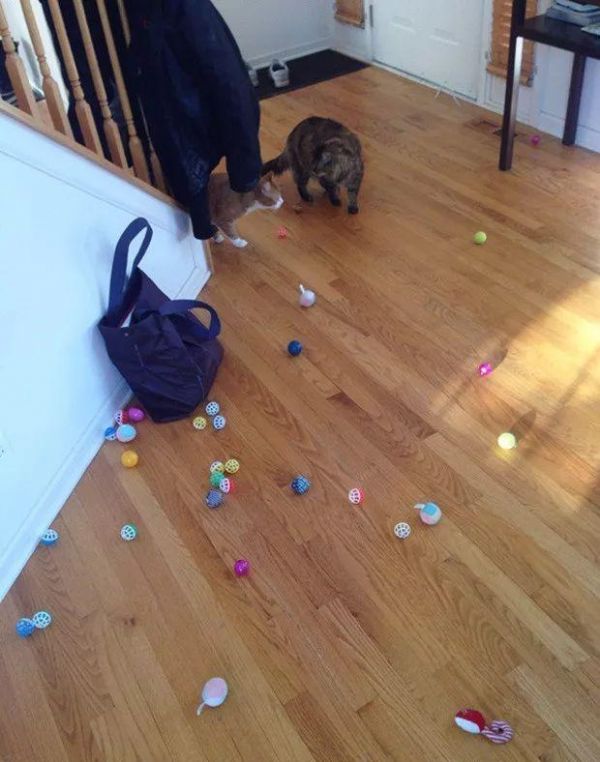 猫咪也有恋物癖！17只有超诡异搜集癖的失控猫咪！