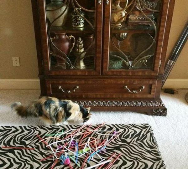 猫咪也有恋物癖！17只有超诡异搜集癖的失控猫咪！