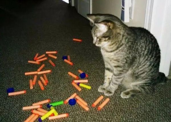 猫咪也有恋物癖！17只有超诡异搜集癖的失控猫咪！