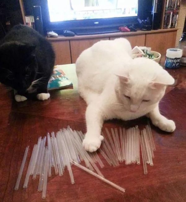 猫咪也有恋物癖！17只有超诡异搜集癖的失控猫咪！