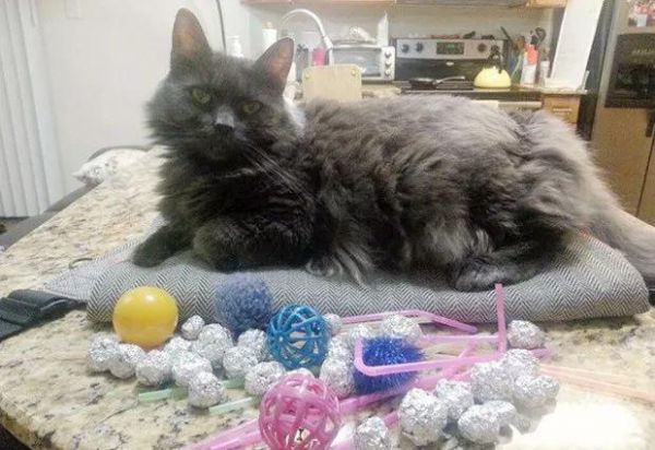 猫咪也有恋物癖！17只有超诡异搜集癖的失控猫咪！