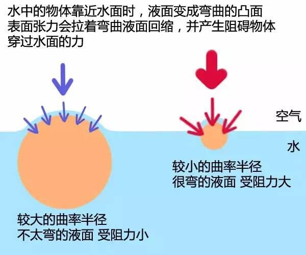 为什么小昆虫能站在水面上？