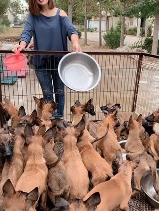 大六子宠物狗猫:好可爱的马犬
