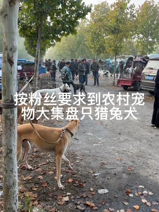 大六子宠物狗猫:#猎兔犬#格力#灵缇犬#惠比特#格惠 每天逛一逛农村宠物大集,养殖基地盘漏