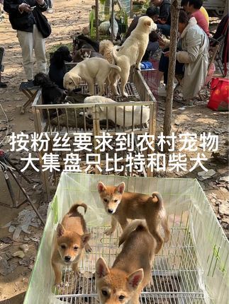 大六子宠物狗猫:#柴犬#比特犬#柯基#比格#泰迪 每天逛一逛农村宠物大集,养殖基地盘漏